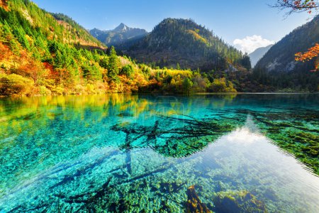 Schöne Aussicht auf den Five Flower Lake (Mehrfarbiger See) zwischen bewaldeten Bergen, Jiuzhaigou Naturreservat, China. Gelber Herbstwald spiegelt sich in azurblauem Wasser. Unterspülte Baumstämme am Boden.