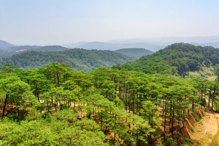 Fantastische Luftaufnahme von immergrünen Kiefernwäldern rund um Da Lat (Dalat), Vietnam. Dalat ist ein beliebtes Touristenziel in Asien.