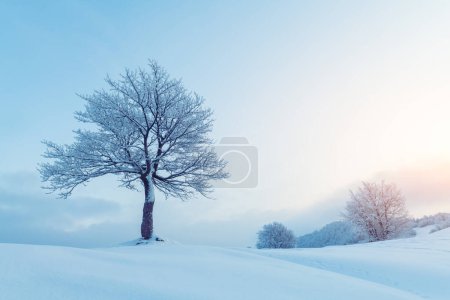 Niesamowity zimowy krajobraz z samotnym śnieżnym drzewem w dolinie gór. Różowy wschód słońca niebo świeci na tle. Fotografia krajobrazu