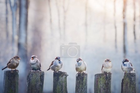 Téléchargez les photos : Moineaux dans une rangée sur une clôture en bois. Photographie d'oiseaux - en image libre de droit