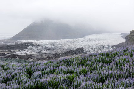 Foto de Paisaje típico de Islandia con glaciares, montañas y campo de flores de altramuz. Hora de verano - Imagen libre de derechos