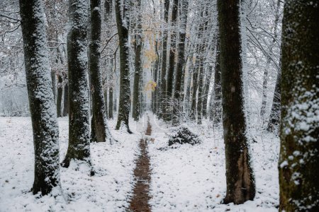 Téléchargez les photos : Incroyable allée enneigée avec Jack Russell Terrier chien de race sur un sentier mince. Scène hivernale pittoresque. Photographie de paysage - en image libre de droit