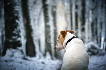 Téléchargez les photos : Jack Russell Terrier chien de race dans le parc enneigé d'hiver. Scène hivernale pittoresque. Photographie animale - en image libre de droit