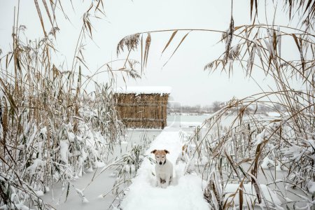 Téléchargez les photos : Paysage hivernal minimaliste paisible avec un chien sur un lac gelé. Roseaux recouverts de neige et une cabane en arrière-plan. Japon style wabi sabi concept - en image libre de droit