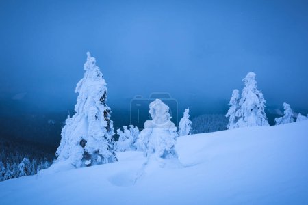 Téléchargez les photos : Paysage hivernal fantastique avec des arbres enneigés. Montagnes des Carpates, Ukraine, Europe. Concept de vacances de Noël - en image libre de droit