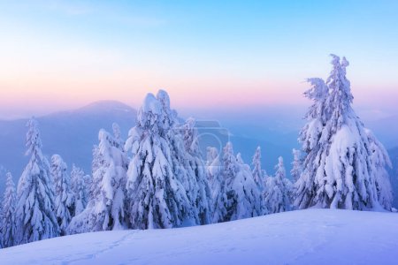 Photo for Fantastic winter landscape with snowy trees. Carpathian mountains, Ukraine, Europe. Christmas holiday concept - Royalty Free Image