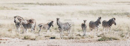 Photo for African plains zebra family on the dry brown savannah grasslands browsing and grazing. Wildlife photography - Royalty Free Image