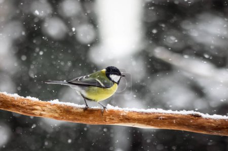 Foto de Parus pequeño con vientre amarillo en la ramita de primer plano. Árbol nevado en invierno. Fotografía de aves - Imagen libre de derechos