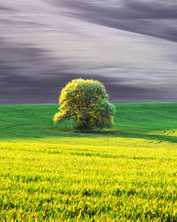 Téléchargez les photos : Paysage rural avec champs agricoles et arbres sur les collines printanières. Moravie du Sud, République tchèque - en image libre de droit
