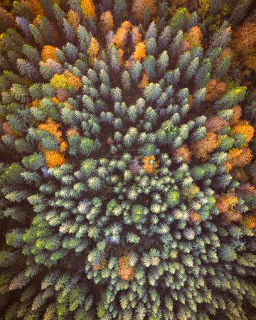 Téléchargez les photos : Vue aérienne de haut en bas du drone. Arbres d'automne jaunes, orange et rouges dans une forêt colorée. Journée ensoleillée dans les montagnes d'automne - en image libre de droit