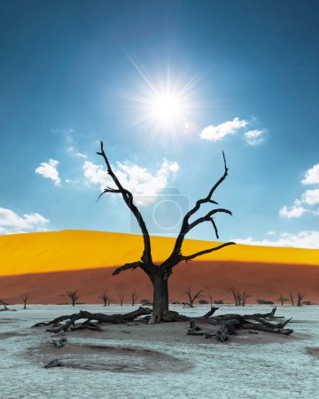 Téléchargez les photos : Camelthorn Trees at sunrise, Deadvlei, Namib-Naukluft National Park, Namibie, Afrique. Arbres secs dans le désert namibien. Photographie de paysage - en image libre de droit