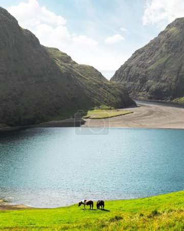 Foto de Increíble vista de verano en Pollurin Laguna en Saksun pueblo. Paisaje de belleza con dos caballos en un exuberante prado verde y altas montañas. Isla Streymoy, Islas Feroe, Dinamarca
. - Imagen libre de derechos