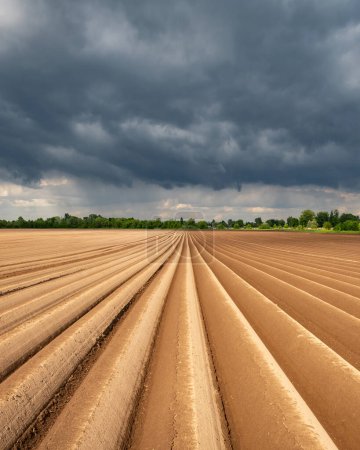 Foto de Campo agrícola con hileras uniformes en primavera. Cultivando patatas. Nubes oscuras y lluviosas en el fondo - Imagen libre de derechos