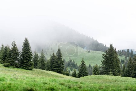Photo for Picturesque spring meadow with foogy forest in the Carpathian mountains, Ukraine. Landscape photography - Royalty Free Image
