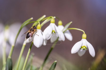 Téléchargez les photos : Une abeille qui récolte du pollen sur une fleur blanche de perce-neige dans un pré printanier. Macro photographie - en image libre de droit