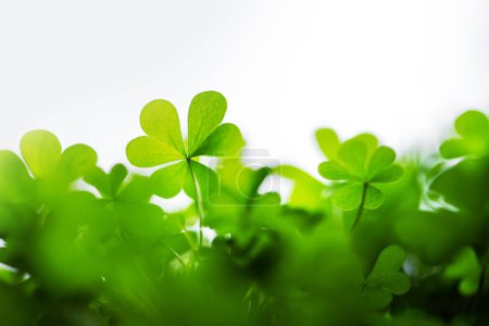 Young fresh green clover leaves closeup. Nature background