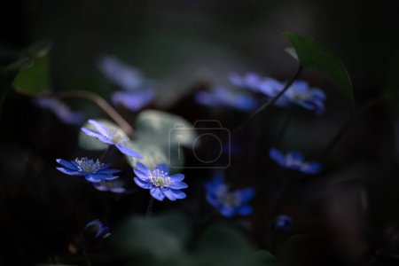 Téléchargez les photos : Fleurs bleues violettes dans la forêt sombre. Premières fleurs sauvages au printemps. Contexte naturel - en image libre de droit