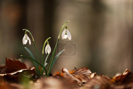Photo for Snowdrop flowers on spring meadow forest closeup. Macro nature photography - Royalty Free Image