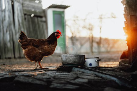 Photo for Free range brown chicken on village yard during sunset. Rural life - Royalty Free Image