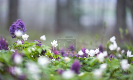 Téléchargez les photos : Fleurs blanches et violettes dans la forêt printanière. White wood anemone flowers in spring forest closeup. Pré forestier couvert de fleurs Primerose Nemorosa - en image libre de droit