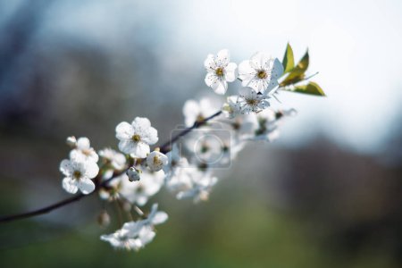 Photo for The exquisite beauty of white cherry blossoms in full bloom during spring is captured in this macro nature photography - Royalty Free Image