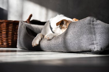 Foto de Jack Russell Terrier, de raza pura, yace en su cama y descansa. Fotografía animal - Imagen libre de derechos