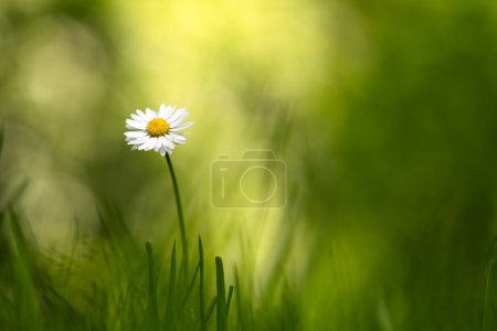 Photo for Closeup nature view of green creative layout made of green grass and single daisy flower on spring meadow. Natural background - Royalty Free Image