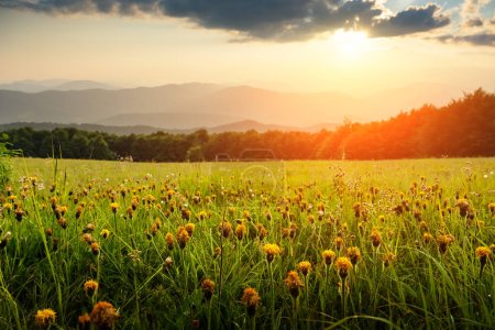 Téléchargez les photos : Scène incroyable dans les montagnes d'été. prairies herbeuses verdoyantes luxuriantes avec des fleurs jaunes dans la lumière du soleil fantastique soir. Carpates, Europe. Photographie de paysage - en image libre de droit