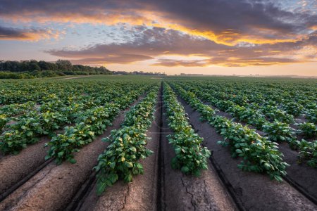 Photo for Agricultural field with even rows of potato in the summer time. Growing potatoes. Orange sunset on background - Royalty Free Image