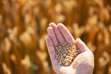 Foto de Ripe wheat grains in agronomist hand on golden field glowing by the orange sunset light. Industrial and nature background - Imagen libre de derechos