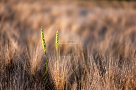 Téléchargez les photos : Deux épillets de blé vert sur un champ d'orge mûr illuminé par la lumière du coucher de soleil orange. Contexte agricole. Ukraine, Europe - en image libre de droit