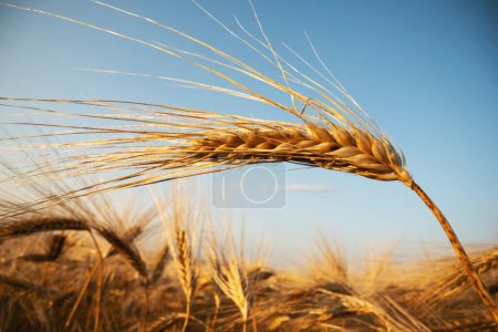 Foto de Espiguilla de cebada madura en el campo de cebada de verano que brilla por la luz naranja del atardecer. Fondo agrícola. Ucrania, Europa - Imagen libre de derechos