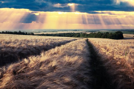 Foto de Campo de cebada madura en tierras agrícolas ucranianas durante la puesta del sol. Increíble luz solar con rayos y nubes en el fondo. Escena rural en verano Ucrania, Europa - Imagen libre de derechos