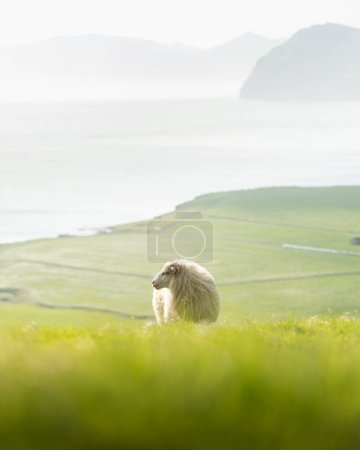 Foto de Vista de la mañana en el verano Islas Feroe con ovejas en primer plano. Isla Streymoy, Dinamarca. Paisaje fotografía - Imagen libre de derechos