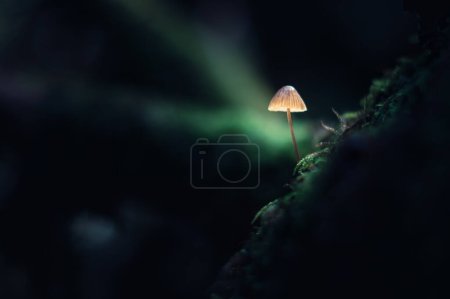 Téléchargez les photos : Belle macro shot de champignon unique dans la mousse de forêt sombre. macro photographie nature - en image libre de droit