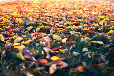 Téléchargez les photos : Feuilles d'automne sur pelouse verte gros plan. Automne folliage texture fond - en image libre de droit
