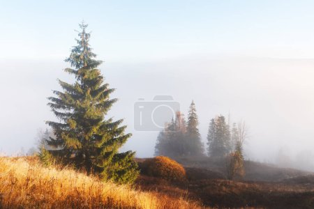 Téléchargez les photos : Scène incroyable sur les montagnes d'automne. Herbe orange et pins dans un brouillard matinal fantastique. Carpates, Europe. Photographie de paysage - en image libre de droit