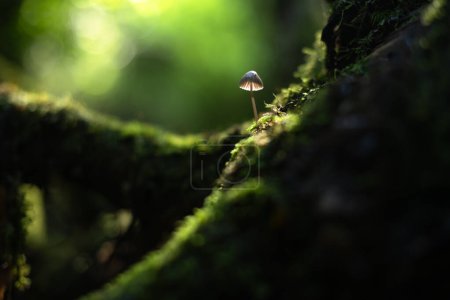 Photo for Beautiful macro shot of single mushroom in dark forest moss. Nature macro photography - Royalty Free Image