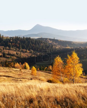 Téléchargez les photos : Montagnes d'automne dans les Carpates ukrainiennes. Bouleaux jaunes sur prairie de montagne. Photographie de paysage - en image libre de droit