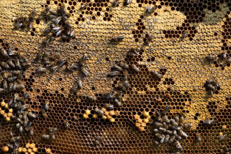 Foto de Abejas trabajando en el verdadero panal. Concepto de apicultura y producción de miel - Imagen libre de derechos