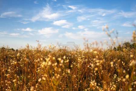 Foto de Campo de hierba y flores en el campo de verano. Fondo de verano y otoño. Concepto de naturaleza - Imagen libre de derechos