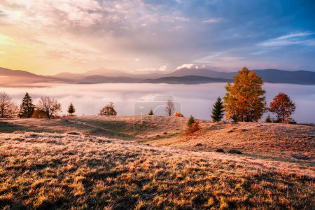 Téléchargez les photos : Scène incroyable sur les montagnes d'automne. Jaunes et orangers dans un brouillard matinal fantastique. Carpates, Europe. Photographie de paysage - en image libre de droit