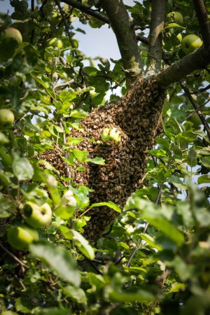Téléchargez les photos : Un essaim d'abeilles sort de la ruche et se concentre sur un pommier dans le jardin. Le concept de production d'apiculture et de miel - en image libre de droit