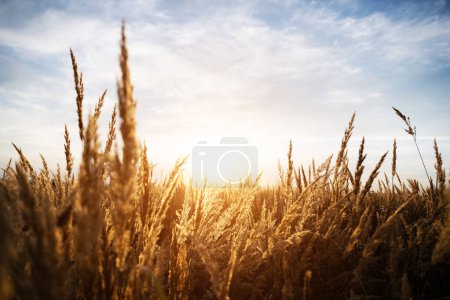 Photo for Field of grass during sunset. Summer and autumn background. Nature concept - Royalty Free Image