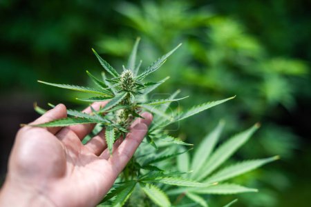 Photo for Fresh green leaves of cannabis marijuana in man hand close up. Medical marijuana growing concept - Royalty Free Image
