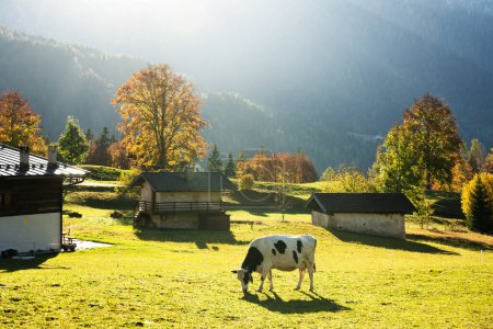 Foto de Vaca en los Alpes Dolomitas italianos a la hora de verano. Piereni en Val Canali, Parque Natural de Paneveggio, Trentino, Dolomitas, Italia. Paisaje fotografía - Imagen libre de derechos