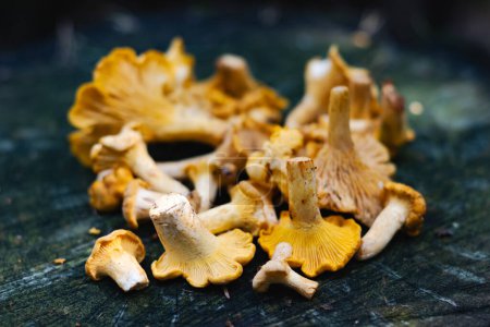 Téléchargez les photos : Gros plan sur les champignons chanterelles orange sur souche dans la forêt d'automne. L'un des champignons comestibles les plus délicieux et les plus sains - en image libre de droit
