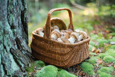 Photo for Basket with edible white mushrooms in autumn forest near old pine tree covered by bright green moss. Boletus edulis. Collecting porcini in forest - Royalty Free Image