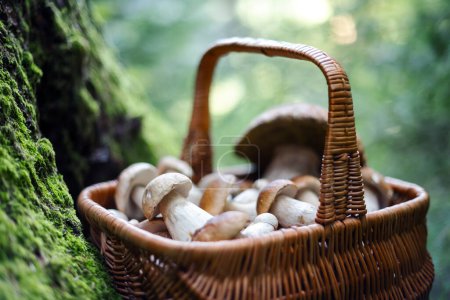 Photo for Basket with edible porcini mushrooms in forest near old pine tree covered by bright green moss. Boletus edulis. Collecting mushrooms in forest - Royalty Free Image