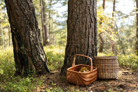 Photo for Two baskets with edible mushrooms in autumn forest near old pine trees. Collecting mushrooms in forest concept - Royalty Free Image